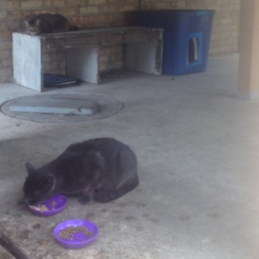 Stray work & Critter Pics! Just sharing XO. PLEASE Spay and Neuter your pets! - Picture 4 of 17
